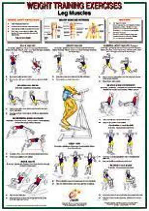 Leg Muscles Chart